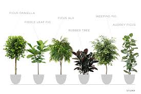 If you have to move your plant around, do so gradually. Pin On Interior Deco