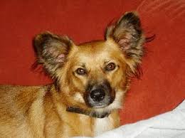 Their friendly, happy and adventurous nature, raise them to the stature of excellent family dogs, with their watchdog instincts being an added boon. Schaferhund Papillon Mix Lobita Hundin Zuhause Gefunden Franz Von Assisi Hundenothilfe Happy Ends Archiv Von Zergportal De