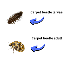 Carpet beetle eggs are laid off a specific part of your room. 5 Reasons You Have Carpet Beetles Pest Brigade