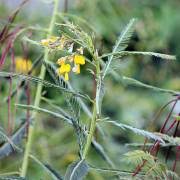Image result for Sesbania macrantha