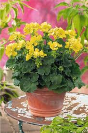 3 Geraniums Jaunes Fleur De Geranium Pot De Fleurs Graines De Fleurs