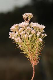 Image result for Polycarpaea corymbosa