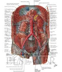 Oxygenated blood is then returned to the left atrium of the heart by four pulmonary veins. Arteries And Veins Of Posterior Abdominal Wall