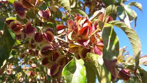 Image result for Combretum