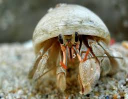 A blueberry hermit crab with a cassette gas tank cap. Can Hermit Crabs Eat Raspberries Raspberry