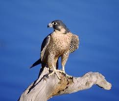 Peregrine Falcons Peregrine Falcon Peregrine Animals