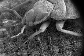Bedbugs Beware New Research May Beat Back Bedbug Epidemic