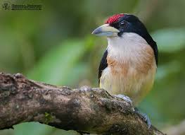 Image result for Brachystegia torrei