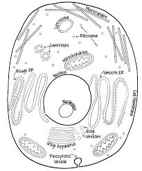 It's easy to learn about your body! Coloring Book Biology Coloring Book Animal Cell Coloring Home