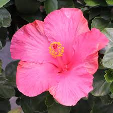 Image result for Hibiscus calyphyllus