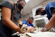 Vets fret as private equity snaps up clinics, pet care companies ...
