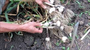 Check spelling or type a new query. Hardneck Garlic Harvest From Earth Beds Containers Scapes Fall Planting Early Summer Harvest Youtube