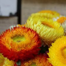 Dried flowers bouquet, preserved flowers, dry straw flowers, floral arrangement, dry mixed bouquet, wedding decoration preserved flowers. Strawflower Seeds Tall Mixed Sow True Seed