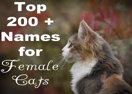 This would be a great option for a timeless classic cat name. The 200 Most Popular Names For Female Cats A Z Cat Mania