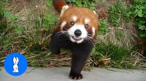 Red panda is also known as fire fox because of its size and red color of the fur. Most Adorable Red Panda Cutest Compilation Youtube