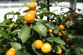 Image result for Citrus reticulata