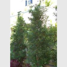 Browse our foliage plants now! Dwarf Yew Pine