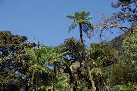 Image result for Cyathea manniana