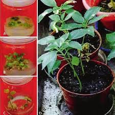 Image result for Corchorus saxatilis