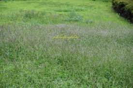 Image result for Digitaria gymnostachys