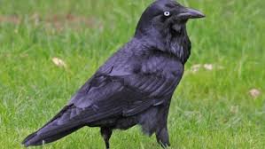 Big Black Bird With Black Beak Pin On Wolves And Crows