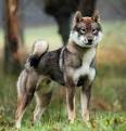 Shikoku Vs. Shiba Inu - My First Shiba Inu