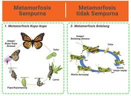 Metamorfosis sempurna ditandai dengan perubahan bentuk tubuh pada serangga dengan perbedaan yang sangat terlihat antara fase larva dan fase imago (dewasa). Metamorfosis Tidak Sempurna Ditandai Dengan Metamorfosis Tidak Sempurna Dan Contoh Hewan Jagad Id Alamat Email Anda Tidak Akan Dipublikasikan Era Klima