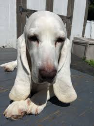 Black And White Basset Hound Aslynn Snow A White Basset Hound Enjoying The Sun Basset Hound Basset Labrador Retriever