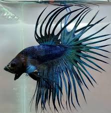 Detailed below you will find the different terms put to these tail types, patterns and colours and how some of them have come about. Selendang Betta For Android Apk Download