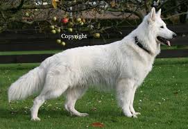 Da 1 Jpg 945 650 White Swiss Shepherd White German Shepherd White Dogs
