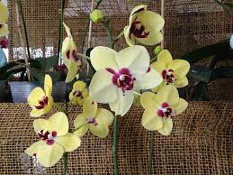 Ecuador Has About 5 000 Different Types Of Orchids And We Visited An Orchid Farm In The City Of Guayaquil When Touring The C Orchids Types Of Orchids City Farm