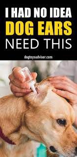 How To Clean Your Dog S Ears Dogs Ears Infection Dog Care Tips Elderly Dog Care