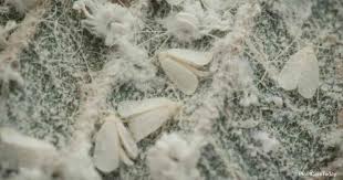 Easy all natural ways to get rid of the white fly for good in your garden today. Tips For Controlling Whiteflies On Hibiscus Plants Guide