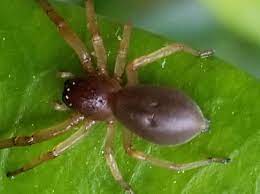 Inside houses, they are found on walls and in corners close to the. Wisconsin Spiders Pictures And Identification Help Green Nature
