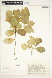 Image result for Maytenus undata