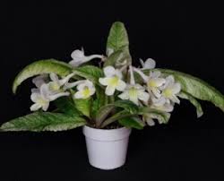 Image result for Streptocarpus umtaliensis