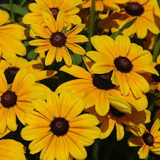 The air is fresh, the but gradually it gets colder and colder. 12 Spectacular Annual Fall Flowers Costa Farms
