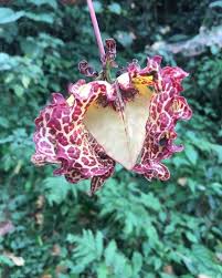 Image result for Monodora grandidieri