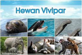 Check spelling or type a new query. Hewan Vivipar Adalah Ciri Contoh Dan Penjelasan