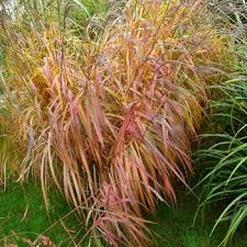 Miscanthus Sinensis Var Purpurascens Herkules Chinaschilf Graser Sonnige Standorte Mittelgrosse Graser Gras Chinaschilf Stauden Pflanzen