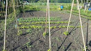 De la création de votre premier potager à la récolte des fruits et légumes, nous sommes là pour vous guider dans la mise en place de votre potager à la maison. Location Terrain Pour Potager Ou D Agrement A Louer Seine Et Marne Annonce Particulier Wi145188277