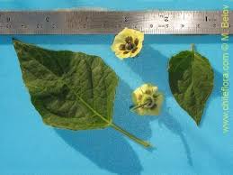 Image result for Physalis viscosa