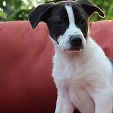 Available Pets At Forever Home Dog Rescue In South Elgin Illinois Dog Pounds Dog Adoption Rescue Puppies