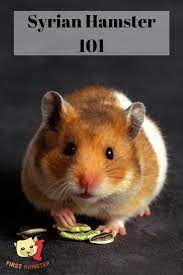 Come check out critter squad's hamster fact sheet, and learn all about these awesome rodents! Syrian Hamster 101 Breed Info And Care Sheet Hamster Food Hamster Syrian Hamster