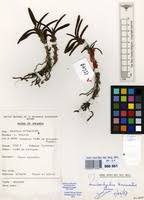 Image result for Ancistrorhynchus tenuicaulis