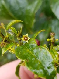 Image result for Rhamnus prinoides