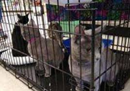 Get reviews, hours, directions, coupons and more for all pet supplies & equine center at 2845 w kearney st, springfield, mo 65803. All Pet Supplies Equine Center 1611 W Republic Rd Springfield Mo 65807 Yp Com