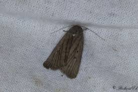 Image result for Chionodes electellus