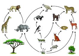 food chains and food webs balance within natural systems