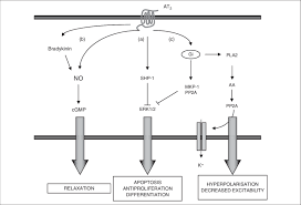 They are responsible for the signal transduction of the vasoconstricting stimulus of the main effector hormone, angiotensin ii. Major Pathways Described For Angiotensin Ii Type 2 Receptor At 2 Download Scientific Diagram